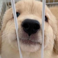 ꔛSmilee ◡̈ 🐶🎄˚ ༘ (@meowmully) 's Twitter Profile