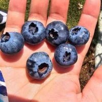 BIG•BLUEBERRY (@bigbluerune) 's Twitter Profile