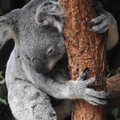 RglR16RK2G27771's profile picture. 駆け出しABAPer/時々Basis/インフラ側に興味🐜