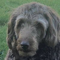 Dog Catcher (@guitarcp) 's Twitter Profile