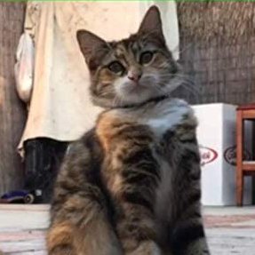 whoinvitedmolly's profile picture. (She/Her) Hardware Enthusiast 🖤 Sometimes I play video games