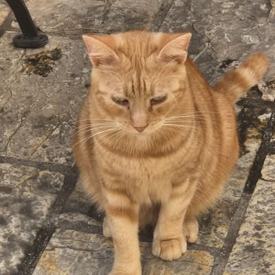 tiggs2b2's profile picture. sport mad who works hard and plays hard loves watching her grandchildren enjoy and play their sport