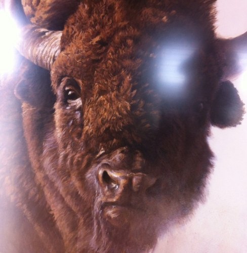 bisonfellows's profile picture. 