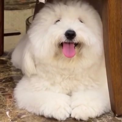 charasisi's profile picture. 🟠