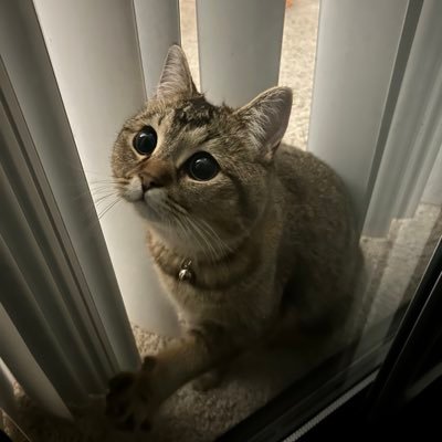 jasmineontheweb's profile picture. Filipina-American // anti-tech technologist // love always wins // doing positive-sum work !! #MentalHealthMatters