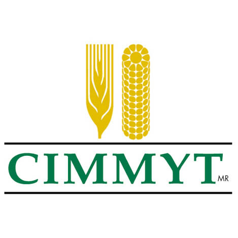 CIMMYT es un organismo internacional, sin fines de lucro, que se dedica a la investigación científica y la capacitación relacionadas con el maíz y el trigo.