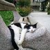 cat et nature (@assonaturearts) Twitter profile photo cat et nature (@assonaturearts) Twitter profile photo