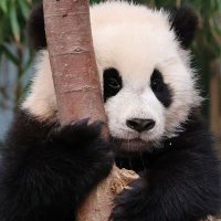 Koukou / こうこう🐼 (@koukou_panda) 's Twitter Profile Photo Koukou / こうこう🐼 (@koukou_panda) 's Twitter Profile Photo