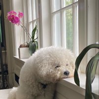 🌷‘ 𝐵𝑢𝑏𝑏𝑙𝑒𝑔𝑢𝑚 ✿ 🐶💚 (@ggkt0110) 's Twitter Profile Photo 🌷‘ 𝐵𝑢𝑏𝑏𝑙𝑒𝑔𝑢𝑚 ✿ 🐶💚 (@ggkt0110) 's Twitter Profile Photo