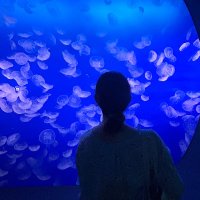 べっきい (@chasuzumecha) 's Twitter Profile