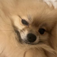 ウェダー@team漆黒 (@weda555ueda) 's Twitter Profile