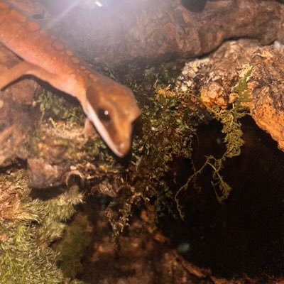 yamyuaua's profile picture. ジャクソンカメレオン エボシカメレオン クレステッドゲッコーマレーキャットゲッコー   ニシアフ　飼育中！！