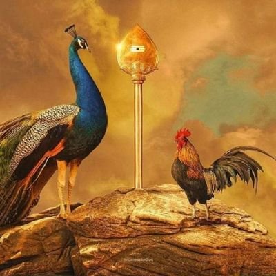 b7e0262cd07541f's profile picture. belongs to tamilian stock🐅🌾😊