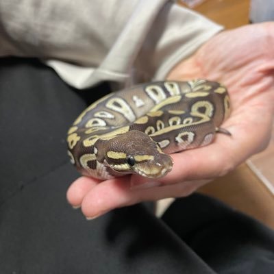 大好きな釣りでもしながら頑張る🎣ボールパイソンとカラスヘビ飼ってます🐍ヘビ好き釣り好きさんと繋がりたい🙌
