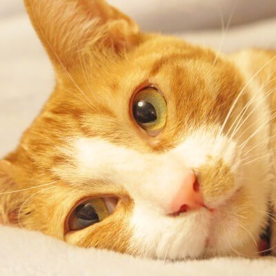 今しかできないことを…… をキャッチフレーズにいろいろやる! PHP, Pythonを使う人。EC関連。ねこになるサービス(nyan)が終了してねこから戻れなくなりました... サイクリングが好きみたい。
