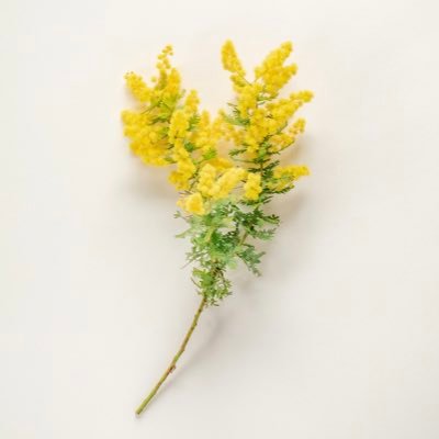 mimosa1655315's profile picture. 社会人REBORN🎀IS:SUE箱推し🫶