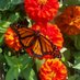 Deb Waechter (@waechter_deb) Twitter profile photo Deb Waechter (@waechter_deb) Twitter profile photo