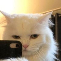 มอมอ (@minnnny_mn) 's Twitter Profile Photo มอมอ (@minnnny_mn) 's Twitter Profile Photo