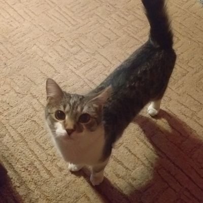 tadakocka's profile picture. Im a 20 year old dude that likes cats and video games