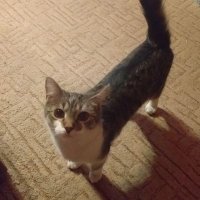 tadakocka (@tadakocka) 's Twitter Profile