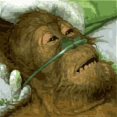 Dying Orangutan Meme Token on SOL Contract: 9Z5u5HUz7Kx5Vu7PGKET6J3RGWY1B5FBeXwwHW7rpump