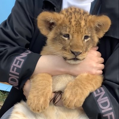 p1chJoSaburaham's profile picture. 興味あるー!!