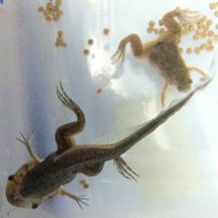 @FrogWranglers (@frogwranglers) 's Twitter Profile