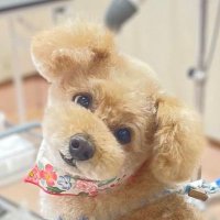 なすたへ (@18trmumu) 's Twitter Profile Photo なすたへ (@18trmumu) 's Twitter Profile Photo