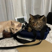 フリーダム (@zgehlhitmrtxl5k) Twitter profile photo