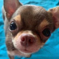 구멍조끼 (@kumongjokki) 's Twitter Profile Photo 구멍조끼 (@kumongjokki) 's Twitter Profile Photo