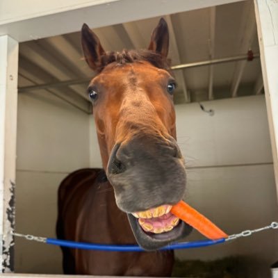 keiba_Curragh's profile picture. 海外競馬 日本競馬 好きな競馬場 京都競馬場 カラ競馬場
