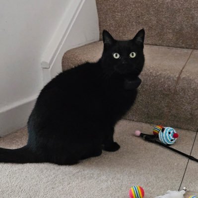 HazelDavies41's profile picture. Cat Mum, Part Time Portugal Resident and Senior Nurse Advanced Practice