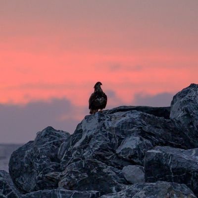 JSBphotographie's profile picture. Photographie Nature et Faune Sauvage 🇨🇦📷 Nature and Wildlife Photography