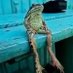largarto curioso (@morenogonz95027) Twitter profile photo