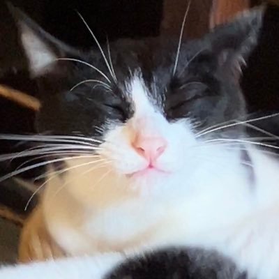 vombatus_se's profile picture. 28歳になりました. 最近Goが好き. TypeScript, JavaScript, React, Flutter, Swift, Kotlin, PHP, Python, Go, Docker, AWS,heroku,GoogleCloudPlatform, Vultr, Dify, 一応エンジニア垢🧑‍💻