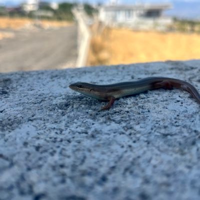 OsmanArsla32282's profile picture. 