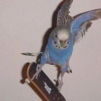 kötükaplumbağa13 (@muslumankedi10) 's Twitter Profile