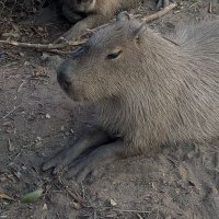 lily (@lilium_c3) 's Twitter Profile