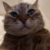 Artarius (@artarius_dev) 's Twitter Profile Photo