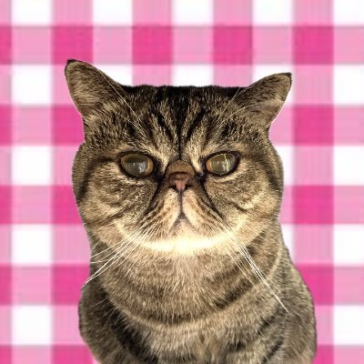 mogumogu🐈‍⬛さんのプロフィール画像