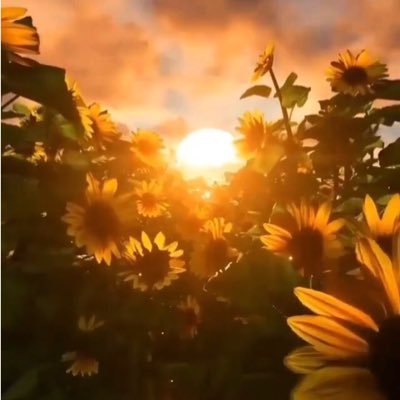 nuranka79939178's profile picture. Allah'a yaklaşın, O'na koşun.O hepinizi bekliyor.🤲♥️