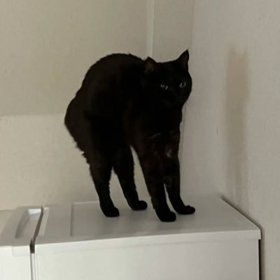 三三さんのプロフィール画像