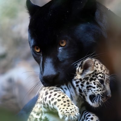 panther=mountain lion=cougar=puma. none of which are melanistic. we gotta stop calling all melanistic big cats “black panthers”.