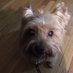 Angel Scrappy Junior + Lady Scrappy (@scrappydadog60) Twitter profile photo Angel Scrappy Junior + Lady Scrappy (@scrappydadog60) Twitter profile photo
