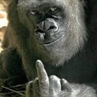 Sexless Monkey (@ihatehuwomen) 's Twitter Profile