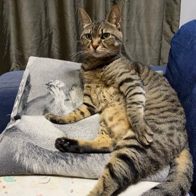 uuko1008's profile picture. 2026年5月短答合格を目指します。 スタディング会計士講座