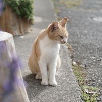 ひらた (@hirata2024) 's Twitter Profile