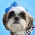 Puppy Trades (@puppy_trades) Twitter profile photo Puppy Trades (@puppy_trades) Twitter profile photo
