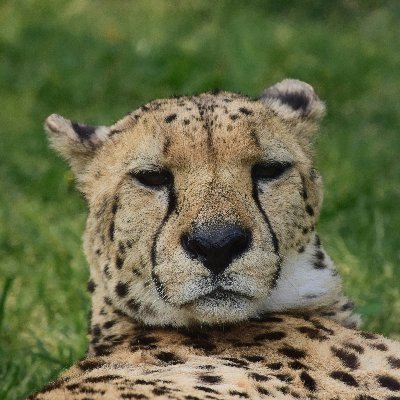 DarrenCheetah's profile picture. 