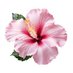 น้องโอลีฟ แลกรีเดมมาจ้า (@ewansuia) Twitter profile photo น้องโอลีฟ แลกรีเดมมาจ้า (@ewansuia) Twitter profile photo